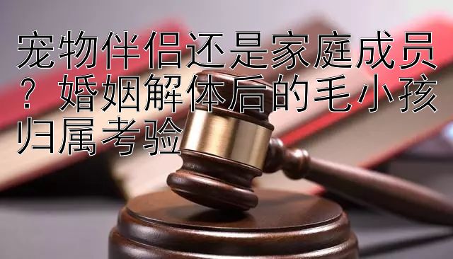 宠物伴侣还是家庭成员？婚姻解体后的毛小孩归属考验